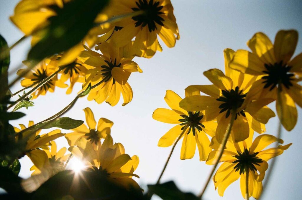 Kodacolor 100 - Fleurs